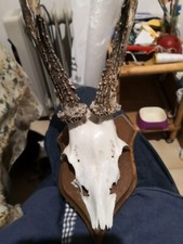 Trofeo di caccia di camoscio 22cm