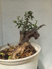 Bonsai Olivastro Yamadori 