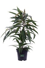 Pianta di Ficus Binnendijkii