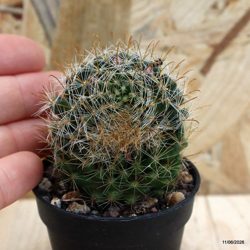 Mammillaria fittkaui vaso 5 - fittkaui,