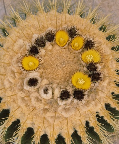 Echinocactus grusonii - echinocactus,