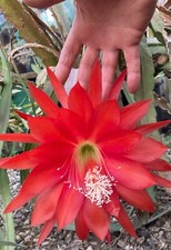 Pianta grassa epiphyllum