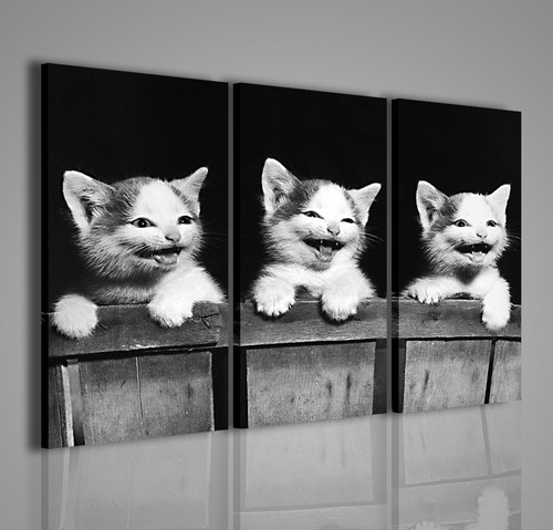Quadri moderni cat - moderni, smiling