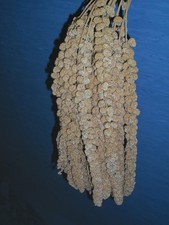 Spighe panico kg - panico, 3