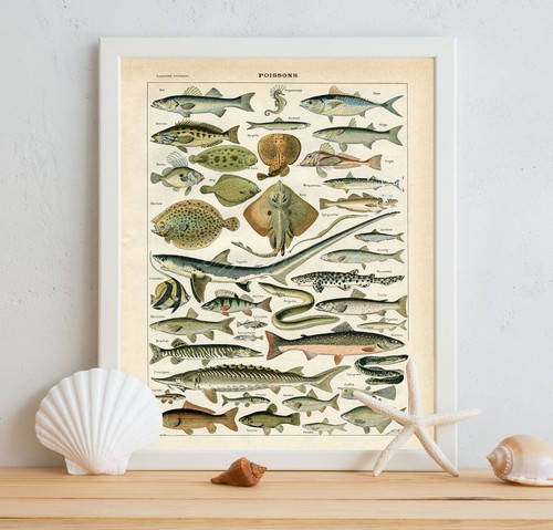 Stampa poster pesce