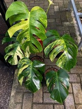 SI 2888XO Monstera Aurea varg