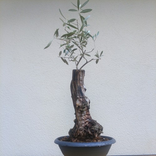 Bonsai ulivo - bonsai,