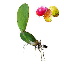 Pale fichi d'india con radici