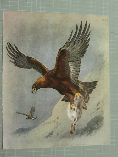 Bellissimo stampa uccelli - stampa, di
