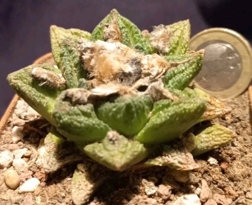 Ariocarpus fisuratus hintonii - ariocarpus,