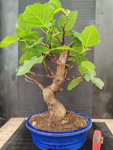 Bonsai fico 58 cm visita - ,