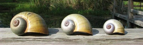 Pezzi grandi gusci lumaca - 3,