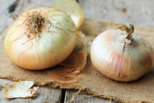 50 semi di cipolla GIARRATANA  - allium cepa