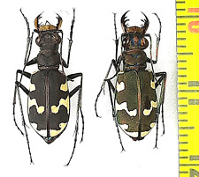 Carabidae, Cicindela