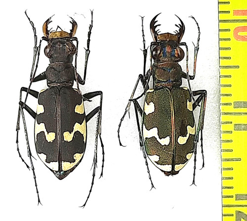 Carabidae cicindela - carabidae,,