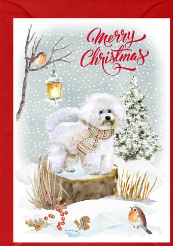 Biglietto natale bichon - biglietto, di