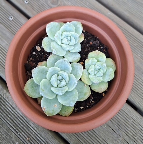 Echeveria ice green rare - echeveria, green,