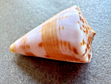 Conus gloriakiiensis kuroda - gloriakiiensis, &