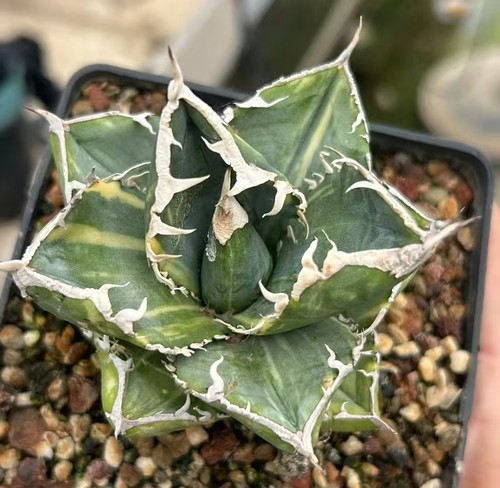 Rara pianta cactus agave - rara,