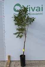 PIANTA DI NOCE PECAN " WICHITA " INNESTATA IN VASO cm H 170-190  (foto reale)