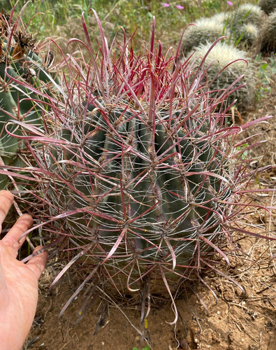 Ferocactus wislizeni - ferocactus, (da