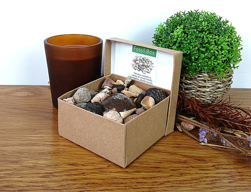 Authentic large fossil box - fossil,