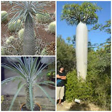 10 semi di pachypodium geayi , piante succulente, piante grasse 
