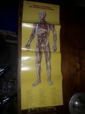 Poster Corpo Umano