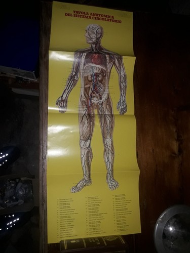 Poster corpo umano - corpo,