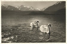 Beautiful Swans And The Alps