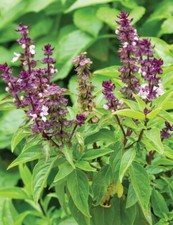 Basilico di anice - Ocimum