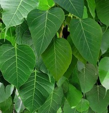 200 Semi Fico Sacro Ficus