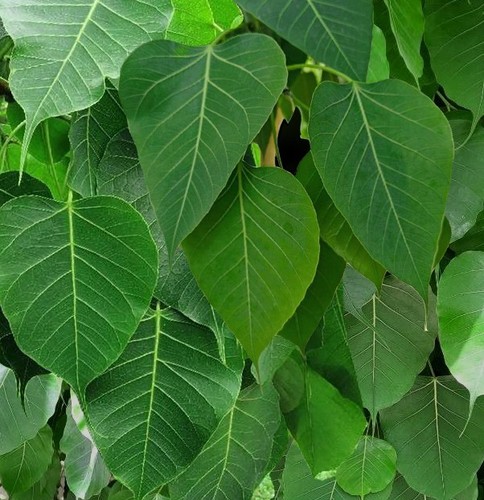 200 semi fico sacro ficus - 200,