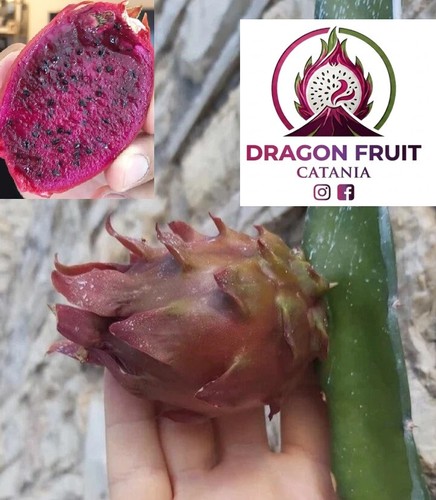 Talea pitaya frutto - talea, del