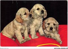 AKVP9-0697-CHIEN - Trois