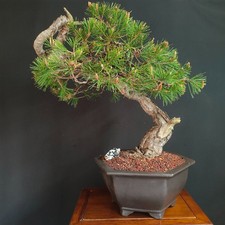 BONSAI ESEMPLARE DI PINO