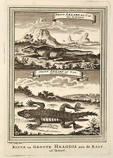 Schley 1760 Klyne en Groote Haagdis aan de Kaap Lezard Lizzard Lucertola Capo 