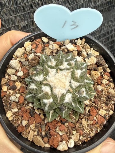 Ariocarpus kotschoubeyanus - ariocarpus,