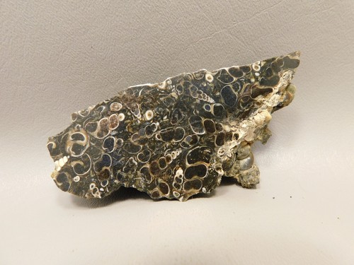 Turritella agata conchiglia - turritella,