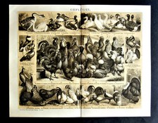 1894.OLD CROMOLITOGRAFIA.POLLAME..GALLINE GALLI,OCHE..- GEFLUGEL.Brockhaus.ETNA