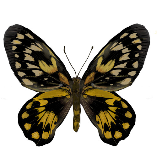 Adesivi auto sticker - adesivi,