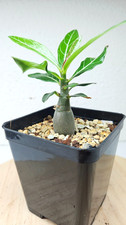 Adenium somalense "Black"