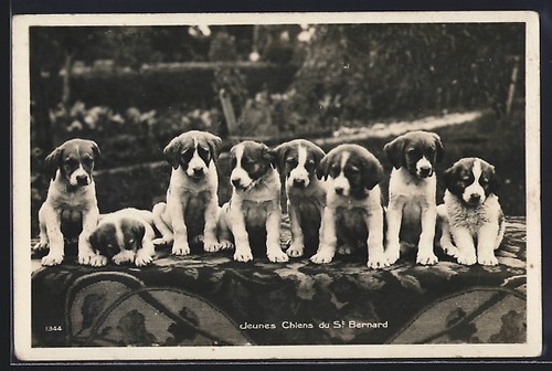 Jeunes chiens bernard - jeunes, du