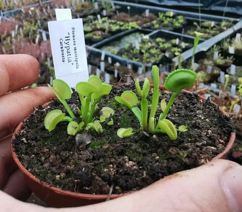 Dionaea muscipula - 2x,