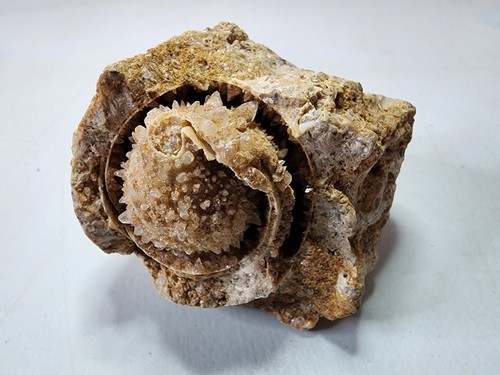 Guscio spirale fossilizzato - guscio,