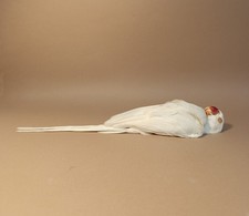 Taxidermy, Cabinet De