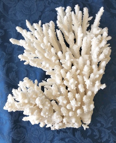 Corallo bianco naturale - bianco,