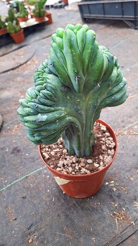 Myrtillocactus geometrizans