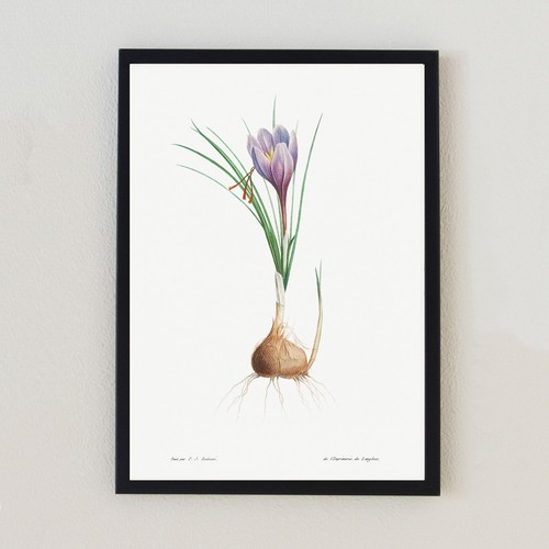 Antica illustrazione pianta