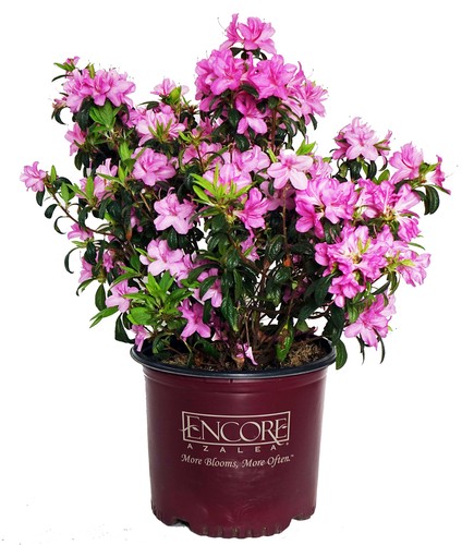 Autumn twist reblooming - twist,
